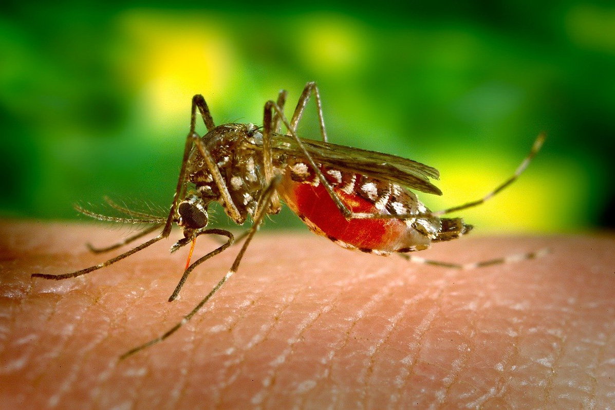 Proteggersi dalle zanzare